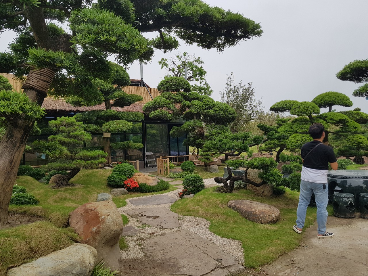 Thiết Kế vườn Nhật Với Tùng La Hán Nhật Bản 